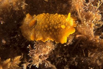 Nudibranch (Doriopsilla areolata) shot in Baleal, Portuga... by Joao Pedro Tojal Loia Soares Silva 